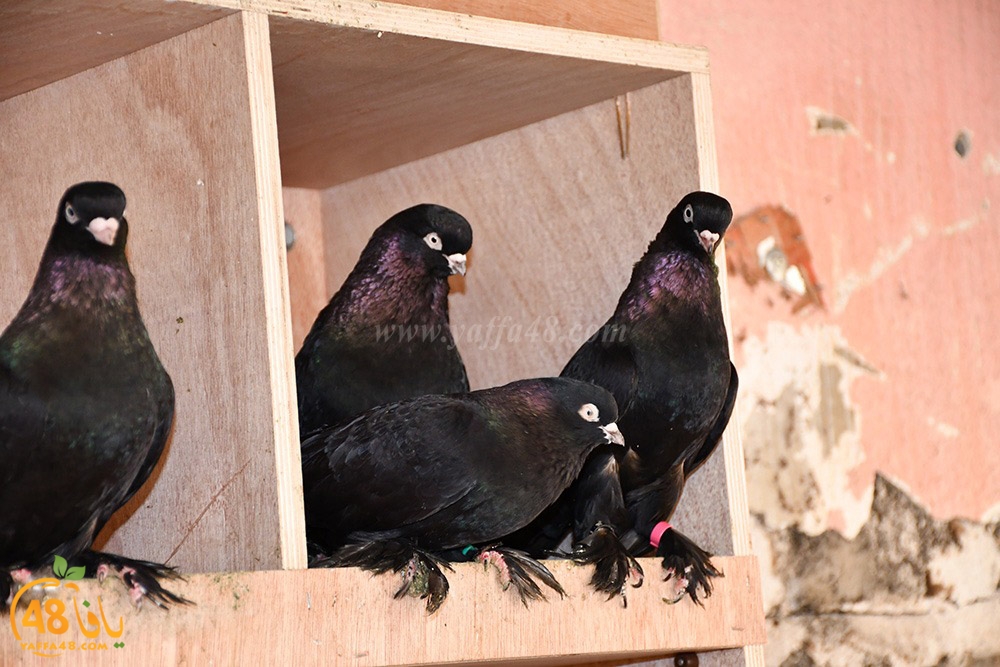 zohdi 3ashoor (96).jpeg